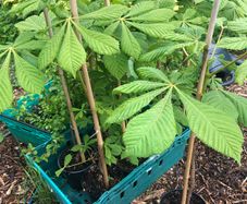 Aesculus hippocastanum - Horse Chestnut