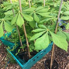 Aesculus hippocastanum - Horse Chestnut