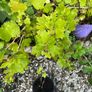 Gooseberry fruit plant Image 8