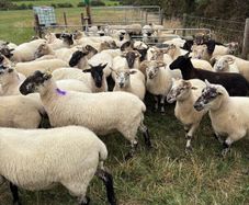 hoggets Louth