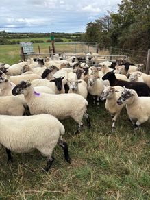 hoggets Louth
