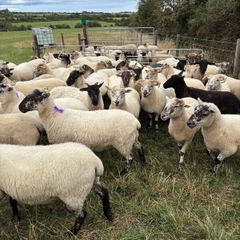 hoggets Louth