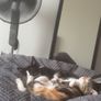 kittens free to good home Image 5