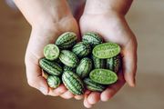 Cucamelon seeds