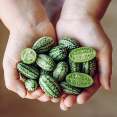 Cucamelon seeds