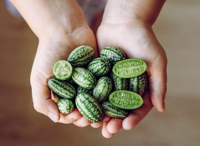 Cucamelon seeds