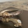 snake bracelet Image 5