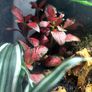 Paludarium for vampire crabs Image 10