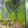 Vallisneria Image 2