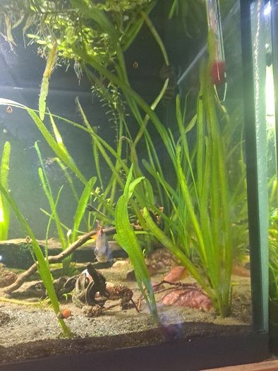 Vallisneria