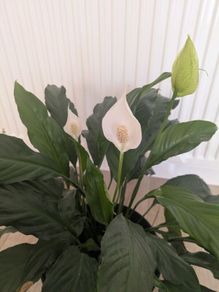 Peace Lily plant