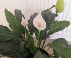 Peace Lily plant