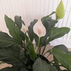 Peace Lily plant
