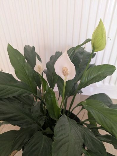 Peace Lily plant