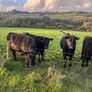 14 PBR Angus Maiden Heifers Image 8