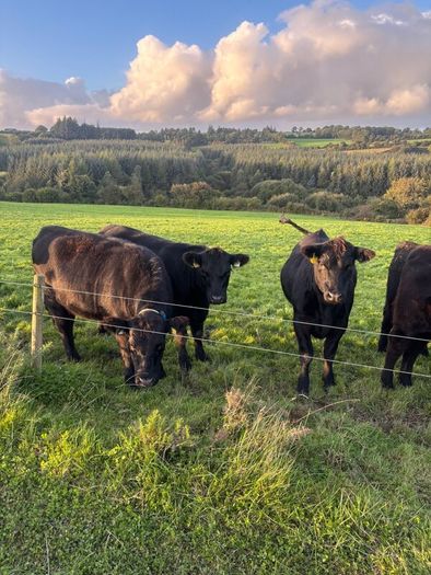 14 PBR Angus Maiden Heifers