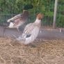 Duck and Drake Abacot Ranger Image 2