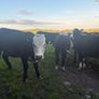 Hereford Heifers Image 5