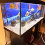 Fish Image 3
