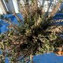 2 winter heather plants Image 4