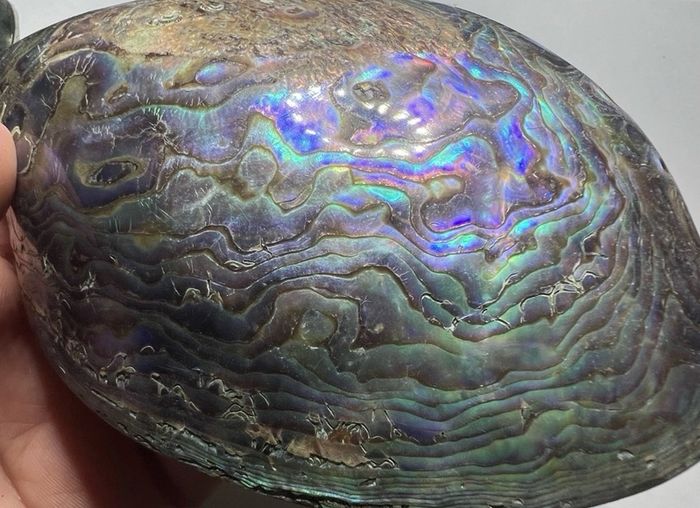 New Zealand Paua Abalone 3 Sea Shells Mother of Pearl