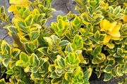 plants