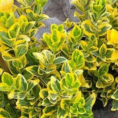 plants