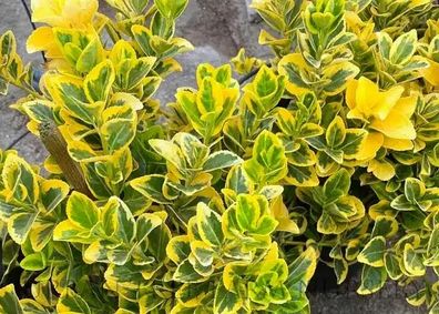 plants