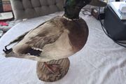 Vintage Taxidermy Mallard Duck