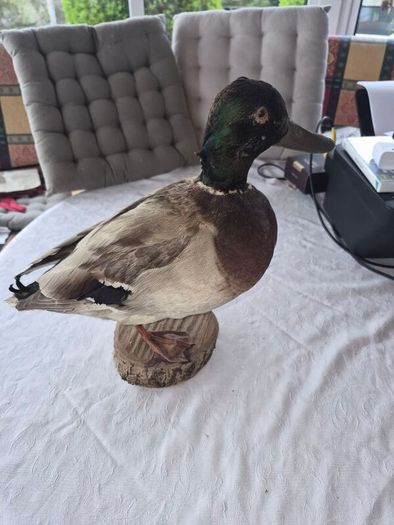 Vintage Taxidermy Mallard Duck