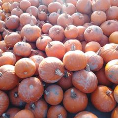 Pumpkins