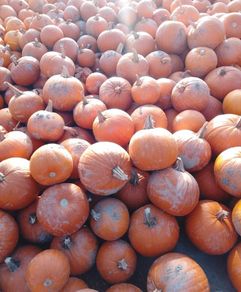 Pumpkins
