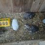 quail Image 8