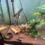 Angel fish male 1 year old free Image 2