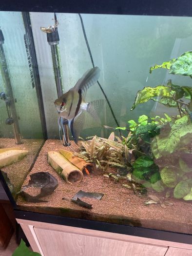 Angel fish male 1 year old free