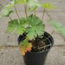 Geranium 'Rozanne' Image 2