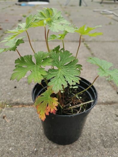 Geranium 'Rozanne'