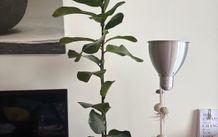 Mature Ficus Bambino (Dwarf Fiddle Leaf Fig) in Terracotta Pot with Saucer