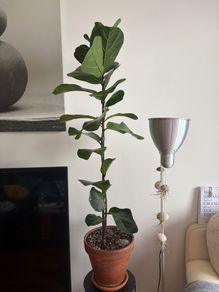 Mature Ficus Bambino (Dwarf Fiddle Leaf Fig) in Terracotta Pot with Saucer