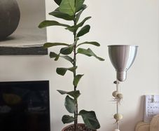 Mature Ficus Bambino (Dwarf Fiddle Leaf Fig) in Terracotta Pot with Saucer