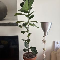 Mature Ficus Bambino (Dwarf Fiddle Leaf Fig) in Terracotta Pot with Saucer