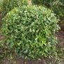 Plant Image 2