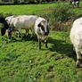 Heifers Image 7