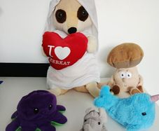 Soft Toys