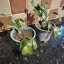 Christmas Cactus Plant Image 2
