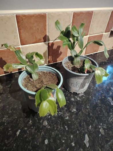 Christmas Cactus Plant