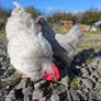 Pekin and silkie growers Image 2