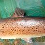 Killarney Trout Taxidermy Image 4