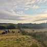 Round bale rushes - organic Image 2