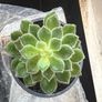 flower Succulent Image 2